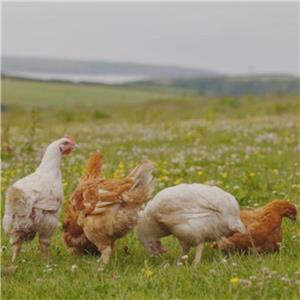 Capestone Chicken