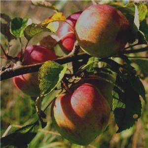 Welsh Mountain Cider